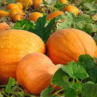Pumpkin